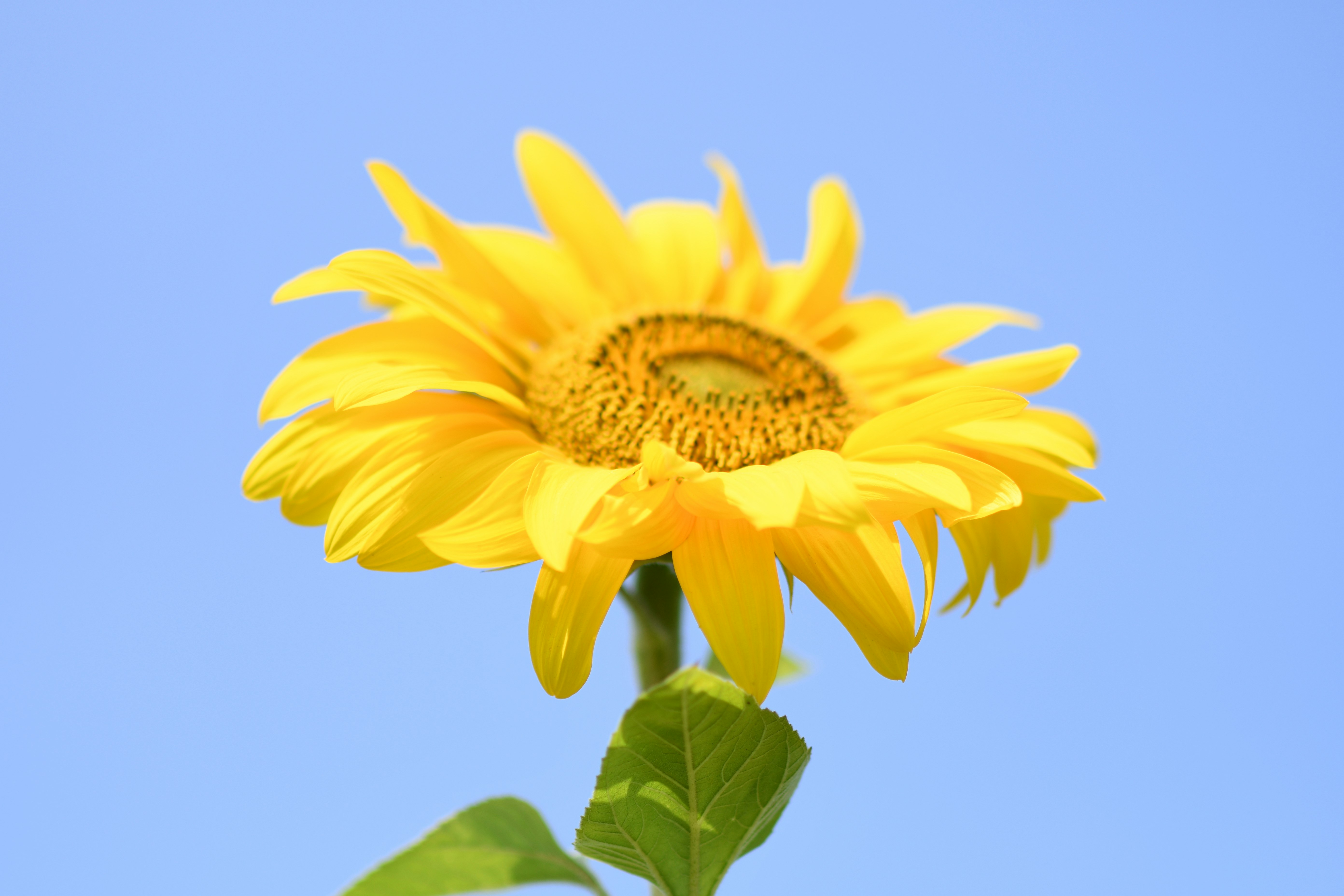 shallow focus photography of yellow flower